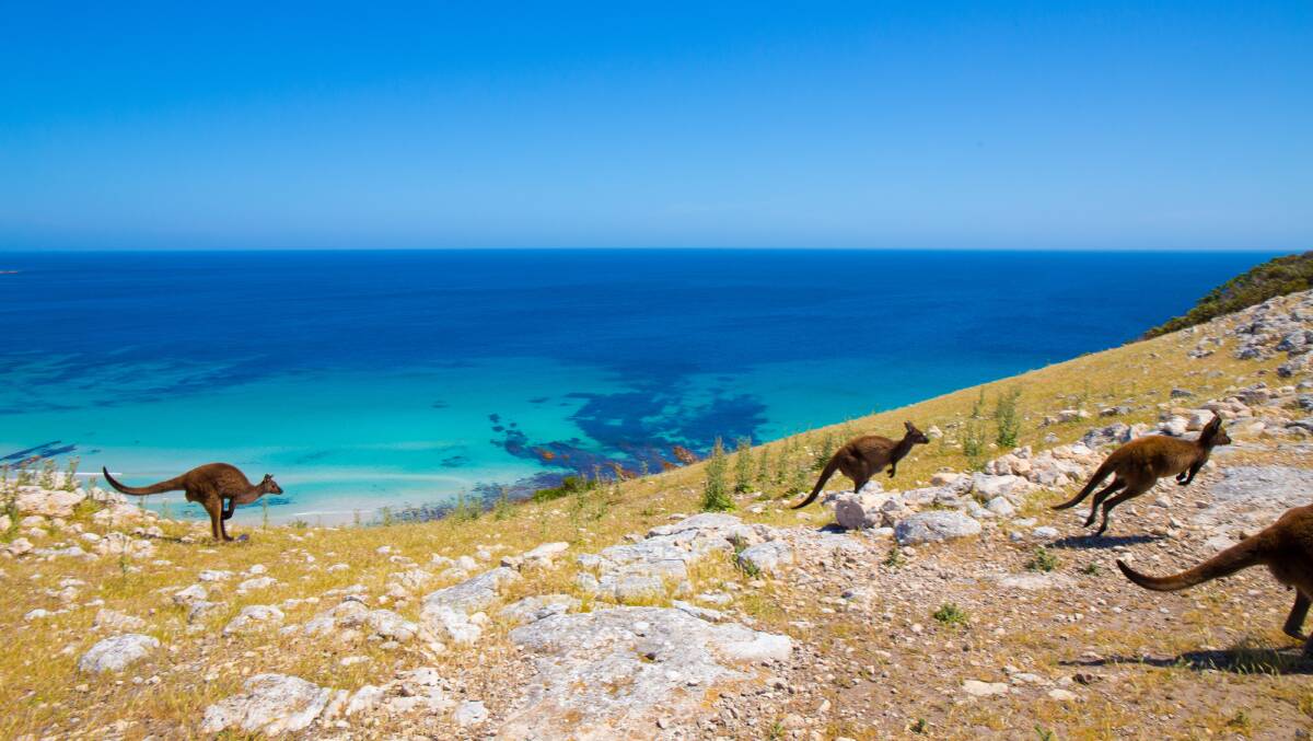 Kangaroos at Stokes Bay. Picture: Lachlan Swan