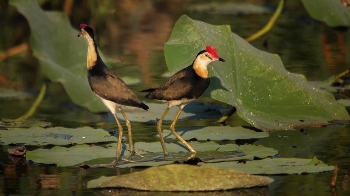 Comb-crested jacanas. Picture: Getty Images