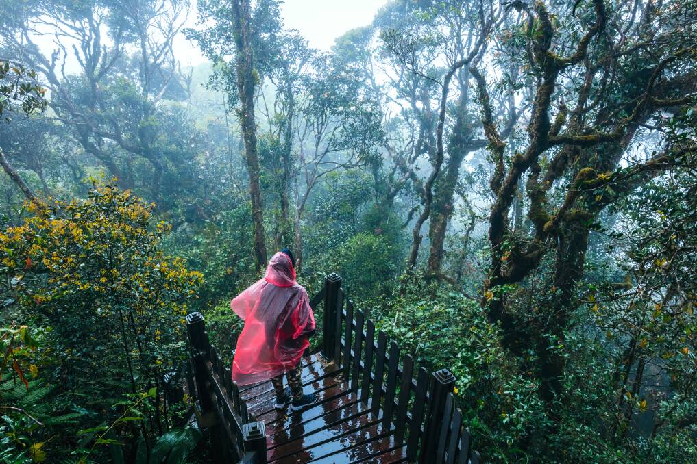 Cameron Highlands rainforest. Picture: Getty Images