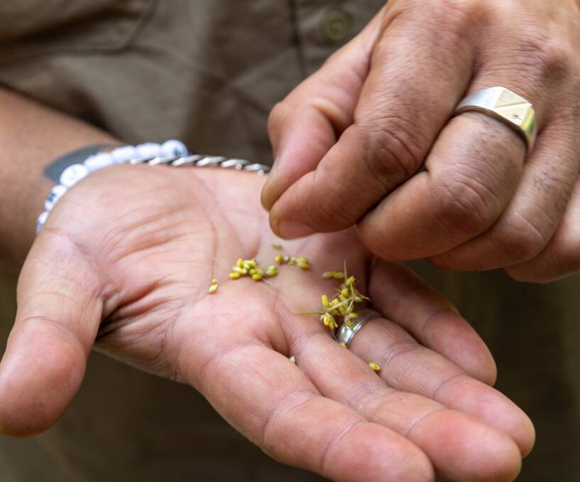 Gurruhman holds lomandra, an essential bush tucker herb dating back thousands of years. 