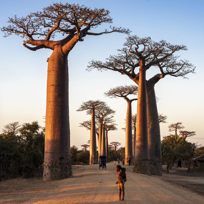 Morondava's Avenue of Baobabs in Madagascar. Picture: Getty Images