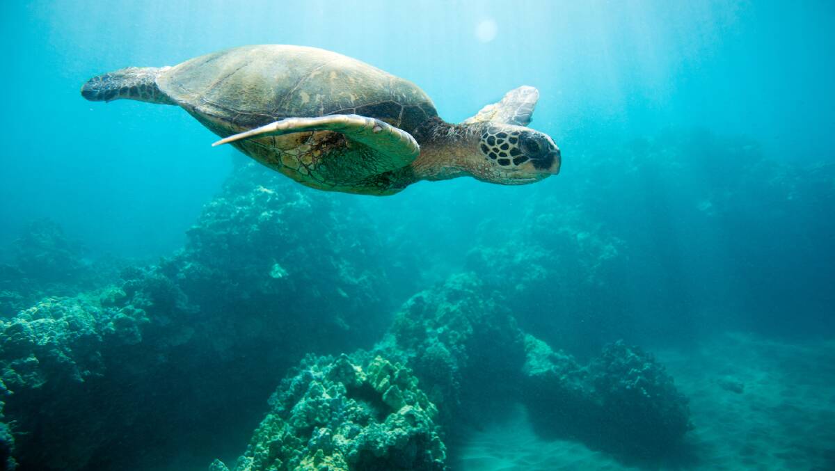 Sea turtles are a common sight.