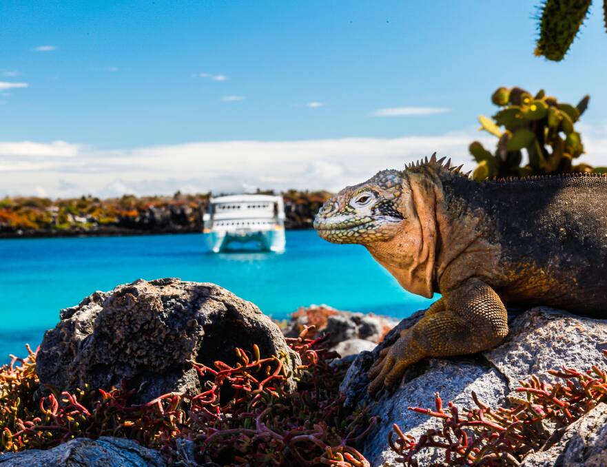 Going small in the Galapagos. Picture: Getty Images