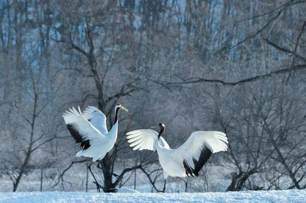 Hokkaido's red-crowned cranes. Picture: Laura Waters