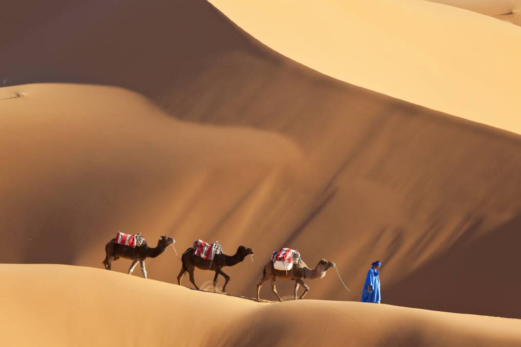 Camels in the Sahara. 
