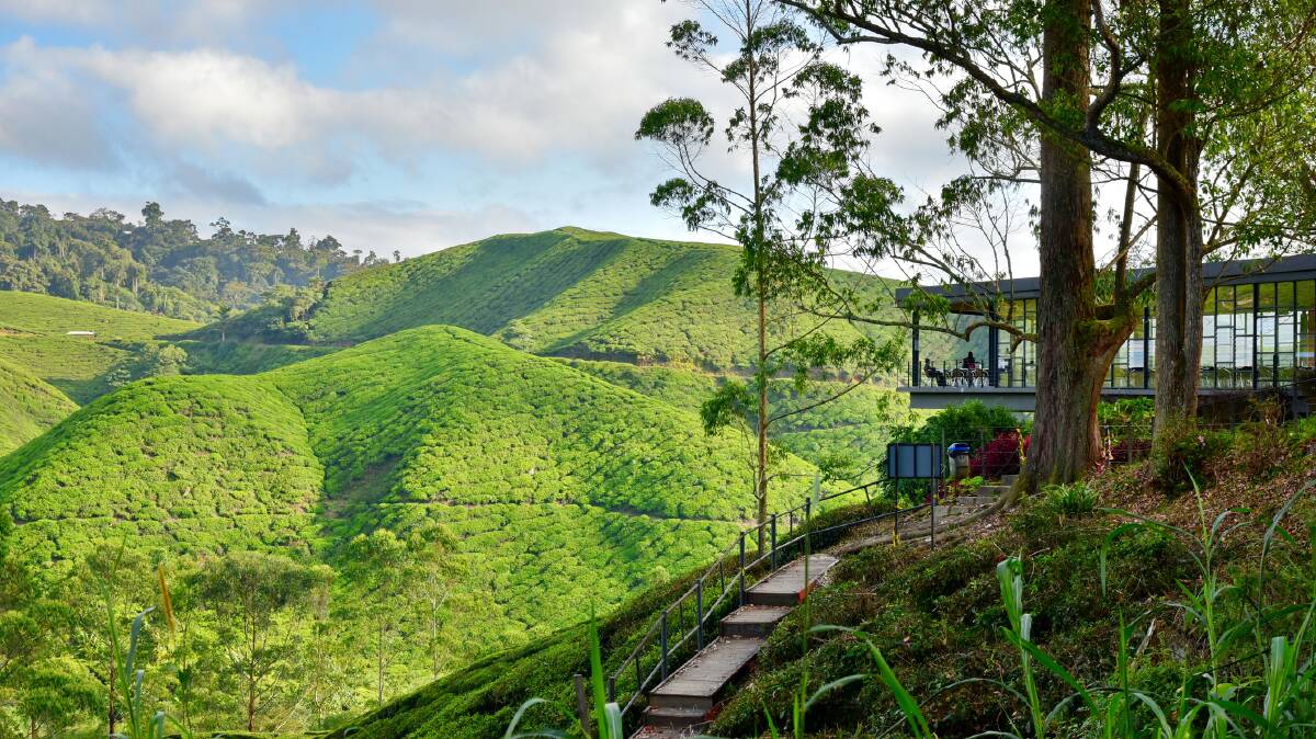 Boh tea plantation. Picture: Getty Images