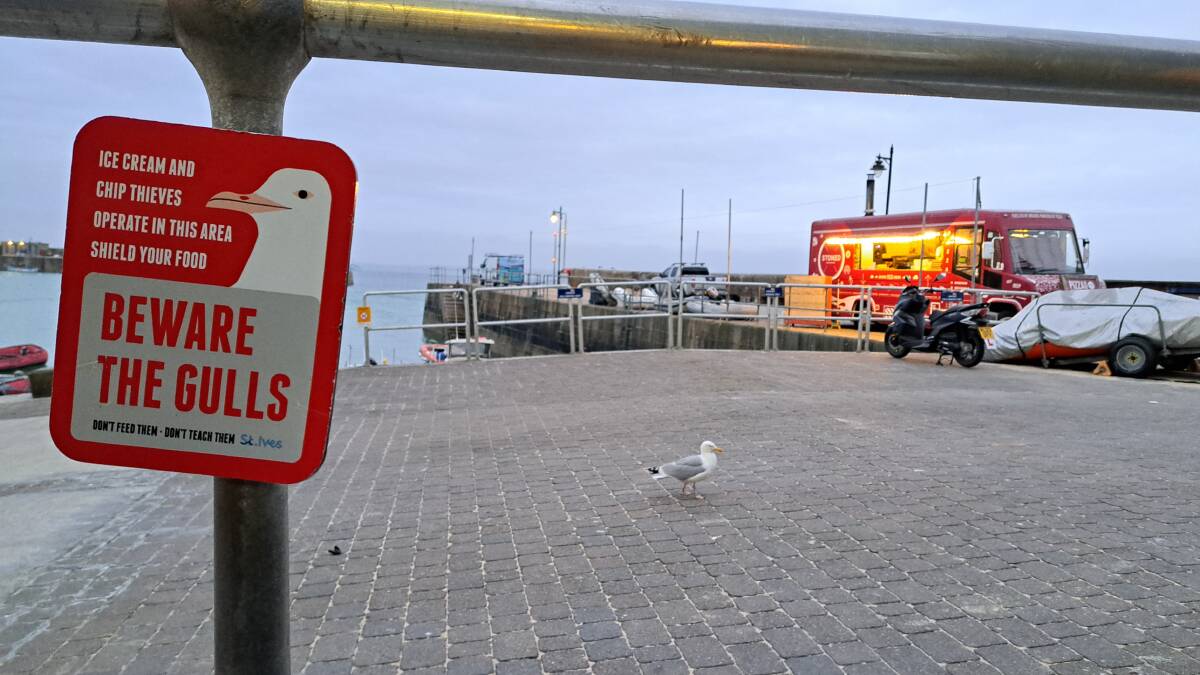 This picture in St Ives, Cornwall, doesn't do this massive gull justice, but the sign is apt: beware. Picture: Sarah Falson