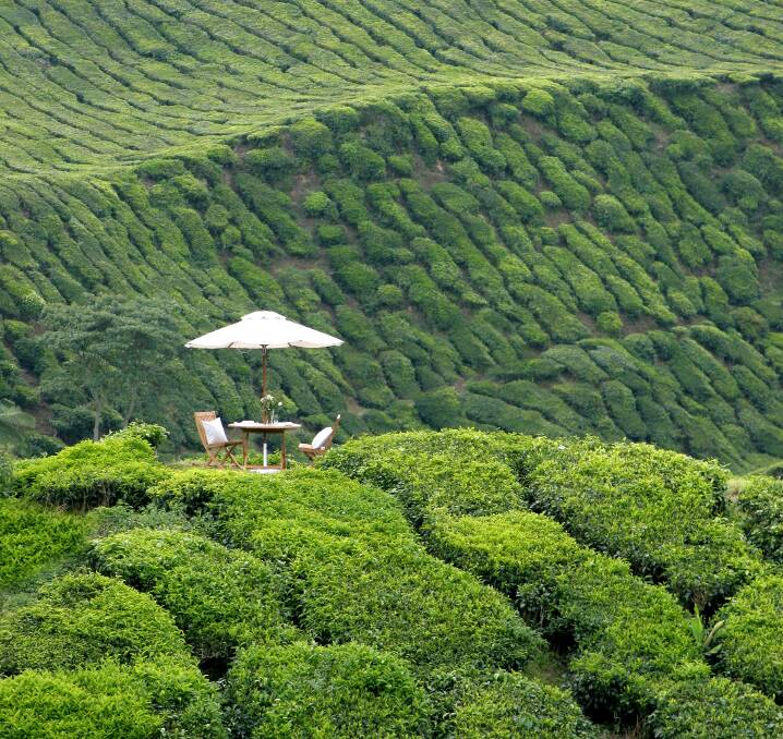Signature picnic experience at Cameron Highlands Resort. Picture: supplied