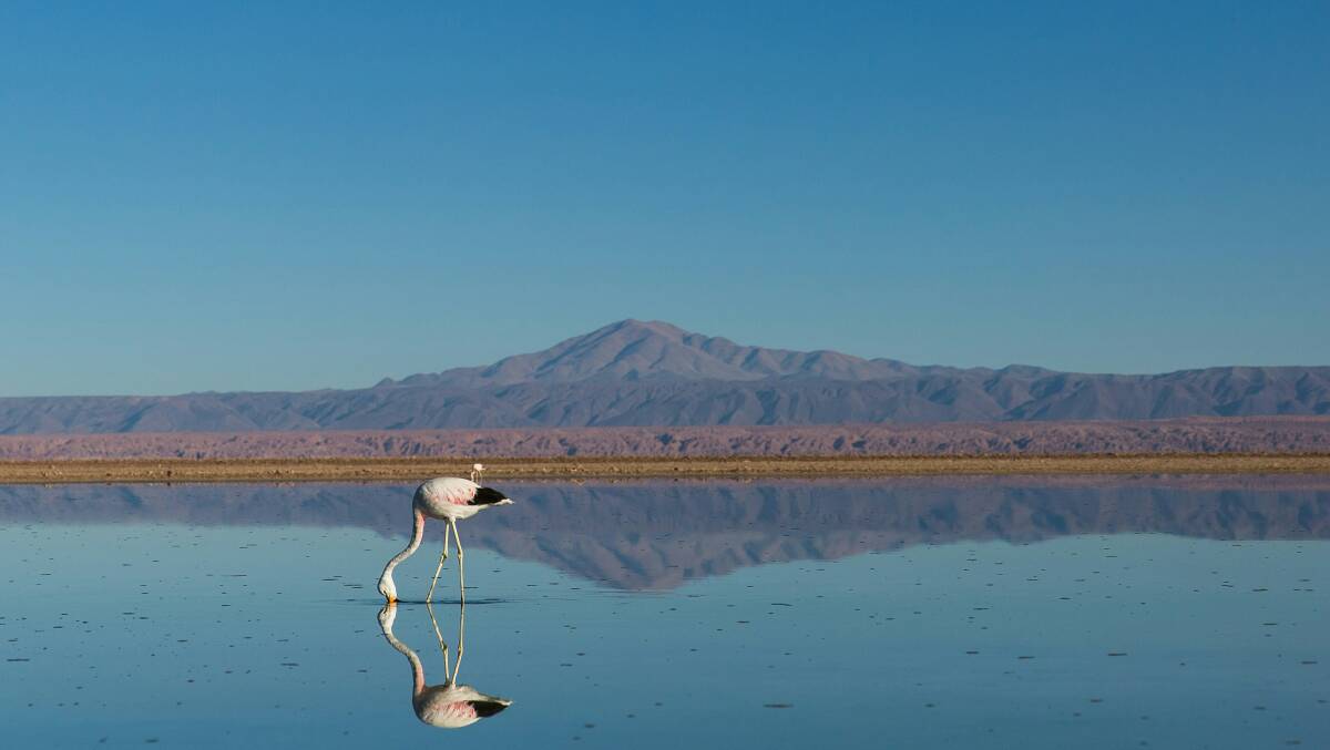 Birdlife in the Atacama. 
