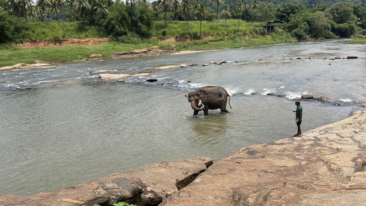 Pinnawala Elephant Orphanage. Picture: Picture: Alanna Tomazin