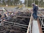 Demand for steer weaners translated into a $50 price rise at Gloucester's fortnightly combined agents store sale. File picture supplied by Simon Chamberlain