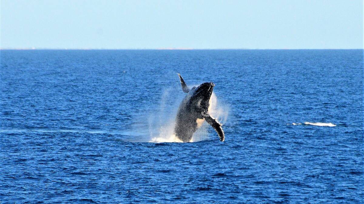 Whale season in the Kimberley.
