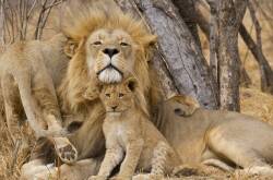 What's first on your wildlife bucket list: lions in Africa or tigers in Asia?