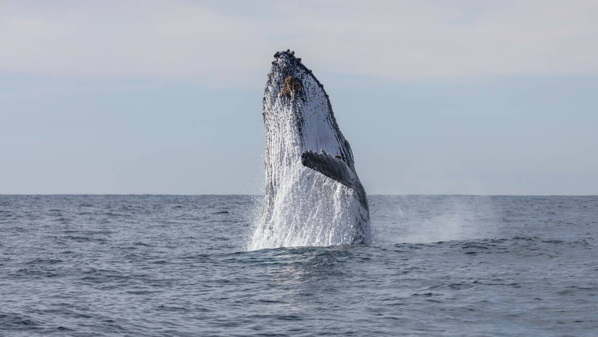 Humpback whale spotted breaching the waters in Jervis Bay during a swimming with whales tour with Dive Jervis Bay. Picture: DNSW