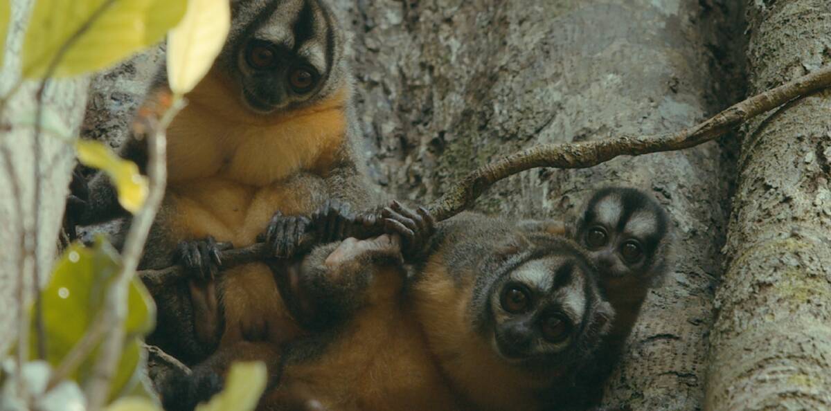 Musmuki monkeys in Peru.