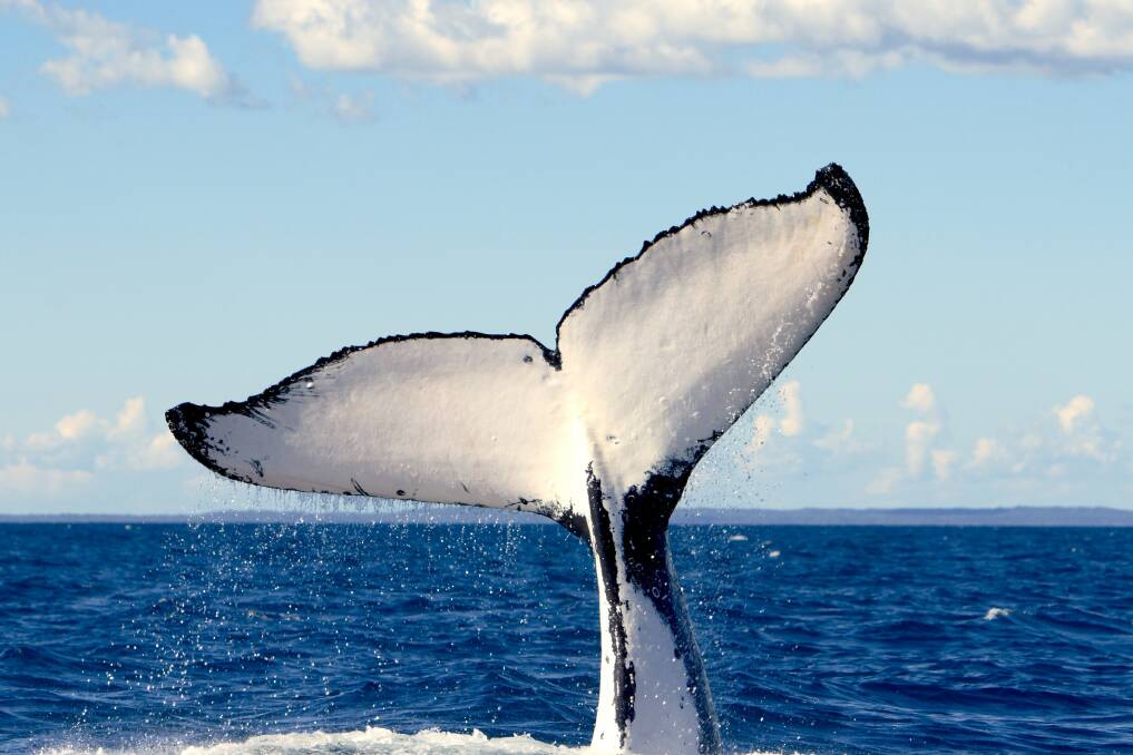 Wildlife Coast Cruises, Phillip Island, Victoria. Picture: Visit Victoria