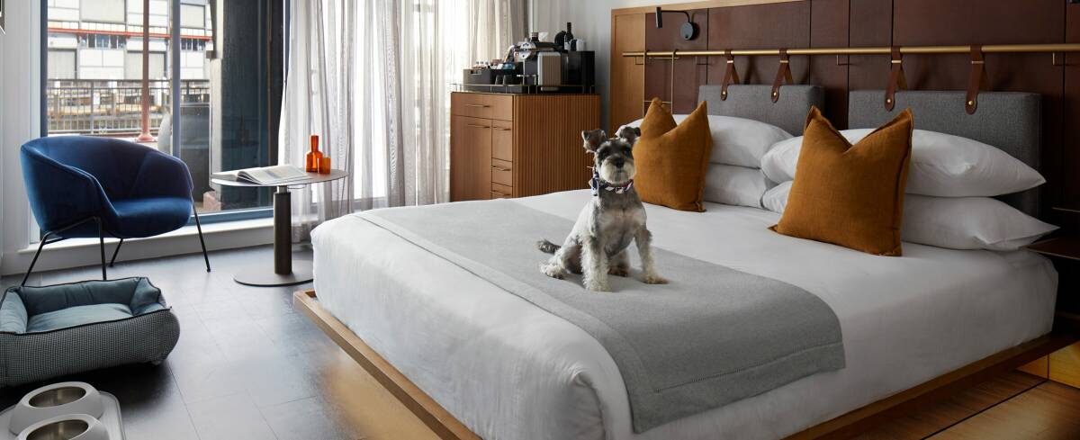 Dogs are welcome at the Pier One hotel.