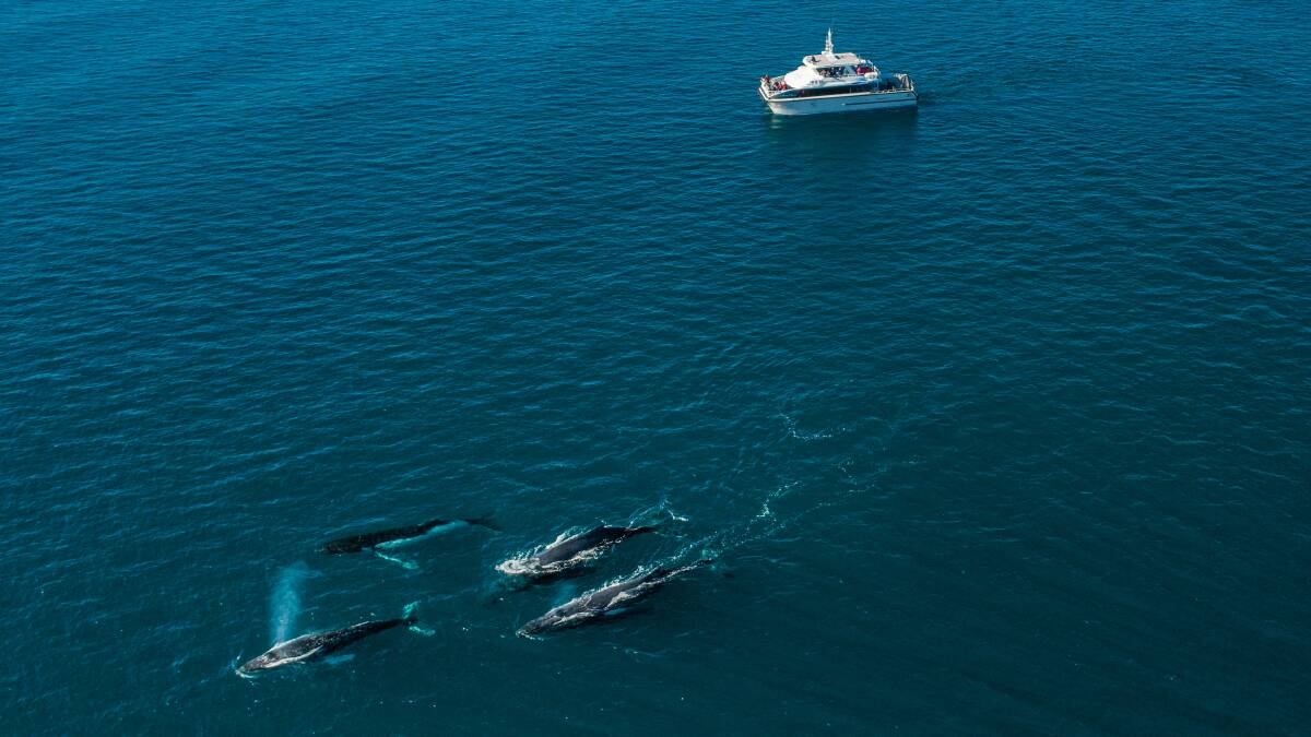 Whale-watching in Margaret River region. Picture: Tourism Western Australia