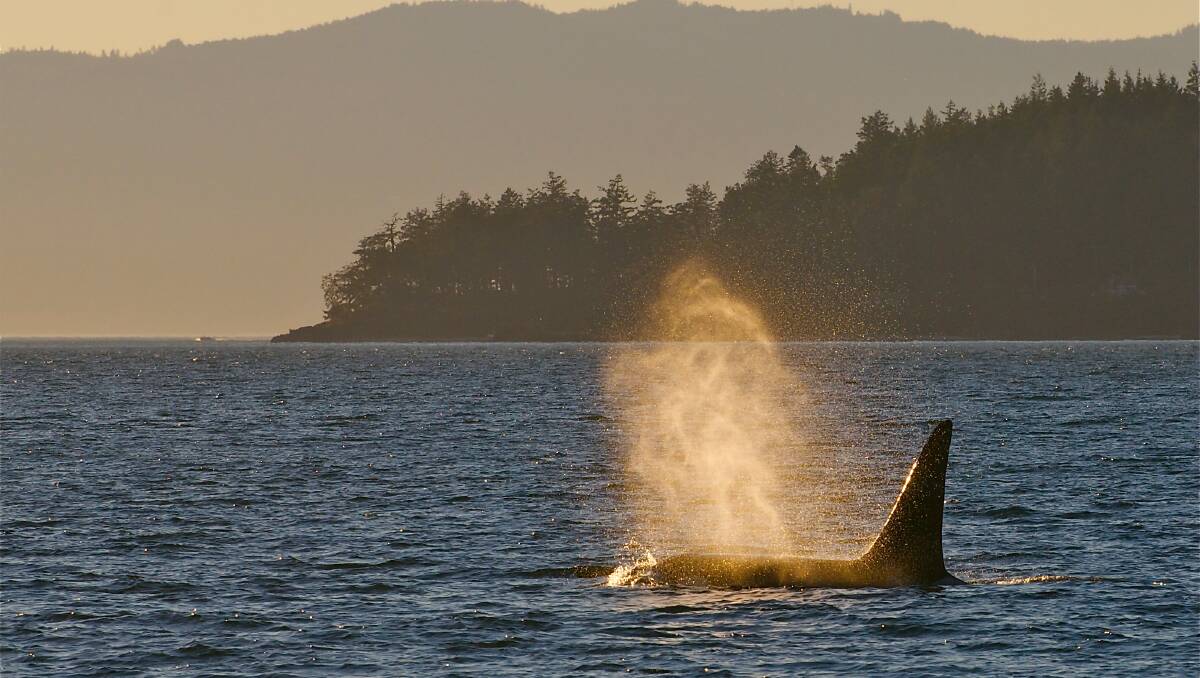 An orca in the wild. Picture: Visit San Juans/Jim Maya