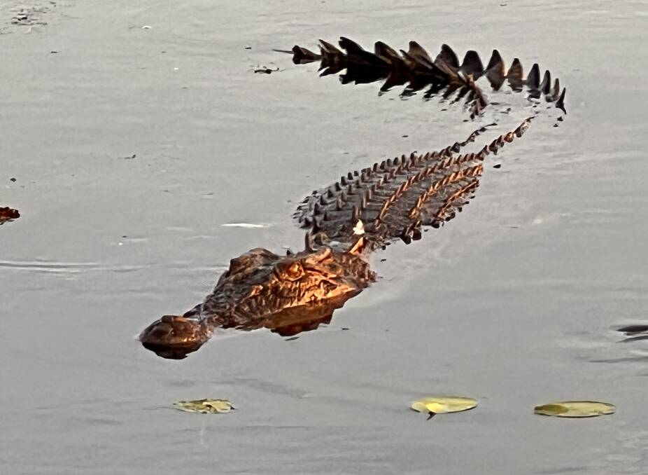 A crocodile catches the last of the sun on Yellow Water.