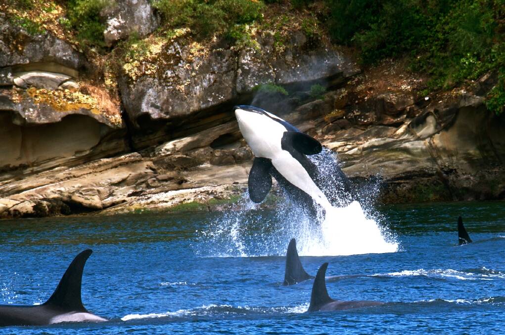 There's no better place to see orca in the wild. Picture: Visit San Juans/Jim Maya