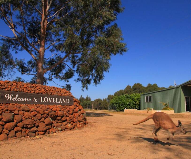 Orphaned roos roam the property, and guests are encouraged to feed and pat the kangaroos. Picture supplied