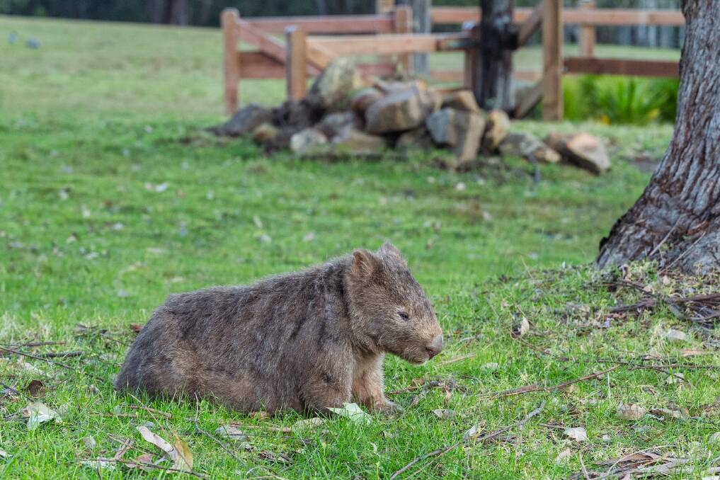 Walter - or is it Warwick - the wombat at Jumulu Lodge. Picture: Supplied