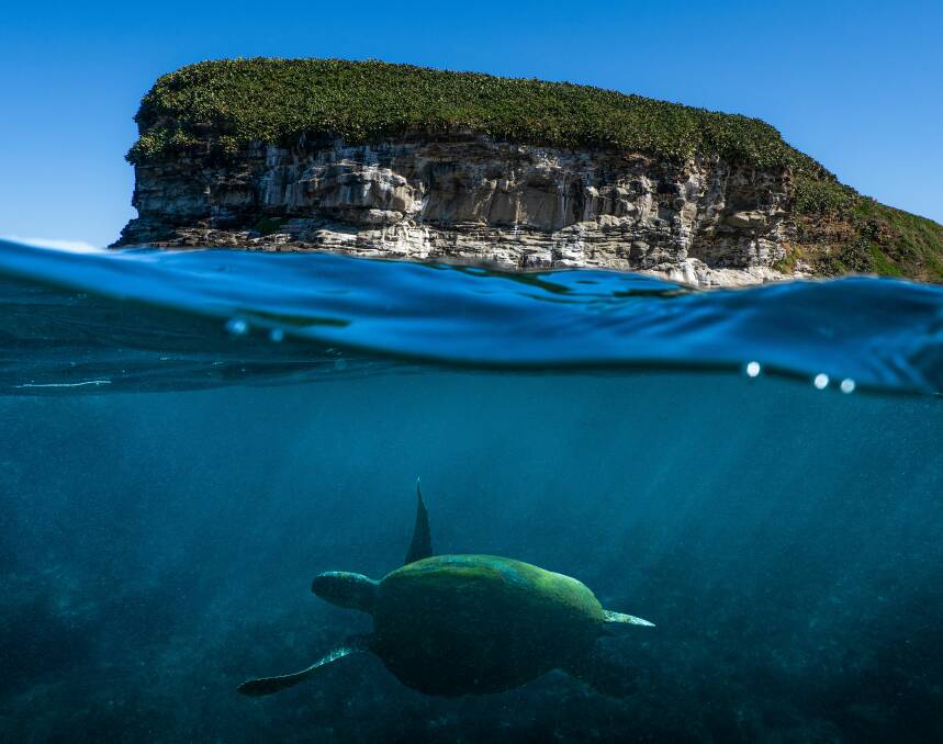 Snorkelling with turtles at Mudjimba Island. Picture Visit Sunshine Coast.